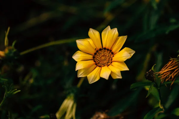 Hermosas Flores Amarillas Sobre Fondo Verde Oscuro — Foto de Stock