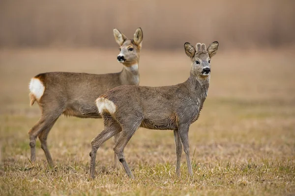 Ciervo Capreolus Capreolus Primavera Con Hierba Seca Borrosa Fondo Animales — Foto de Stock