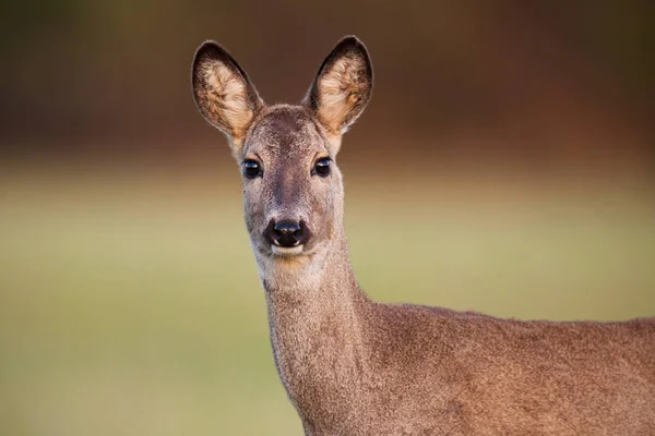 Gros Plan Chevreuil Capreolus Capreolus Biche Printemps Avec Fond Brun — Photo