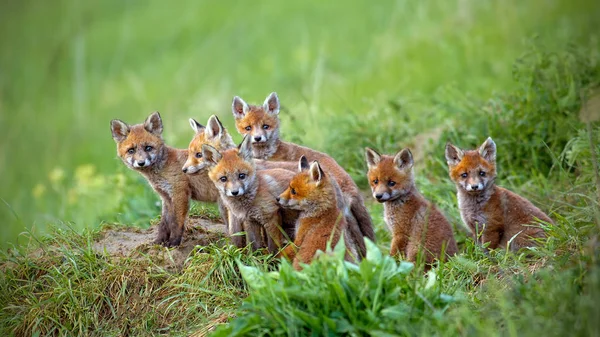 Raposa Vermelha Vulpes Vulpes Filhotes Sentados Lado Toca Grupo Bebês — Fotografia de Stock