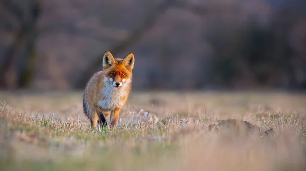 Red Fox Vulpes Vulpes Łące Zachodzie Słońca Ssak Drapieżnik Polowanie — Zdjęcie stockowe