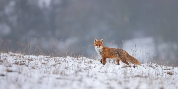 Volpe Rossa Avvoltoi Sulla Neve Inverno Predatore Selvaggio Nelle Giornate — Foto Stock