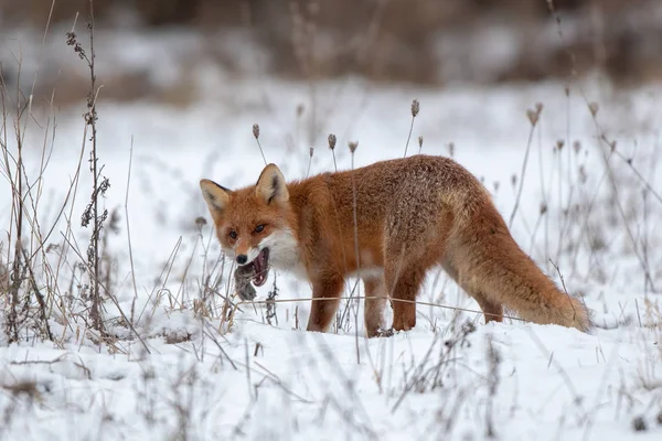 Red Fox Vulpes Vulpes Snow Winter Prey Wild Predator Cold — Stock Photo, Image