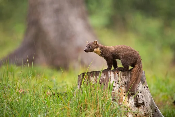 Kiefernmarder Marder Stehen Bei Regen Auf Einem Baumstumpf Wald Kleines — Stockfoto