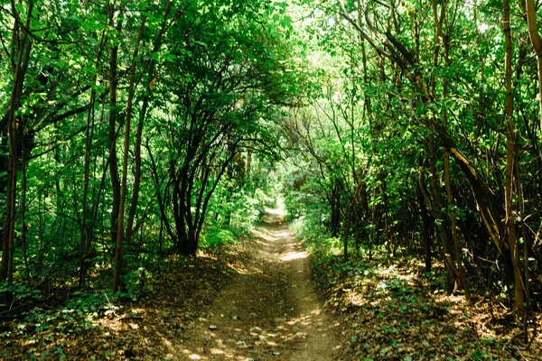 Ormanda Güneş Işığında Yeşil Ağaçlar — Stok fotoğraf