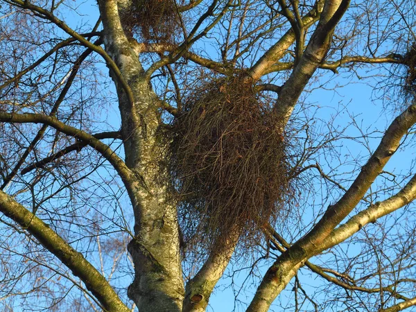 Boom Het Park — Stockfoto