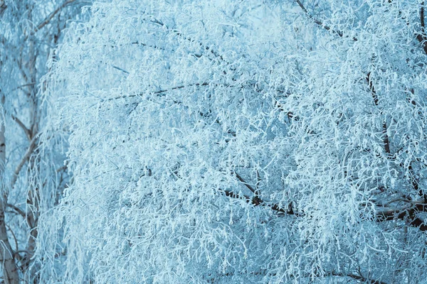 Bosque Invierno Ramas Nieve Durante Día — Foto de Stock