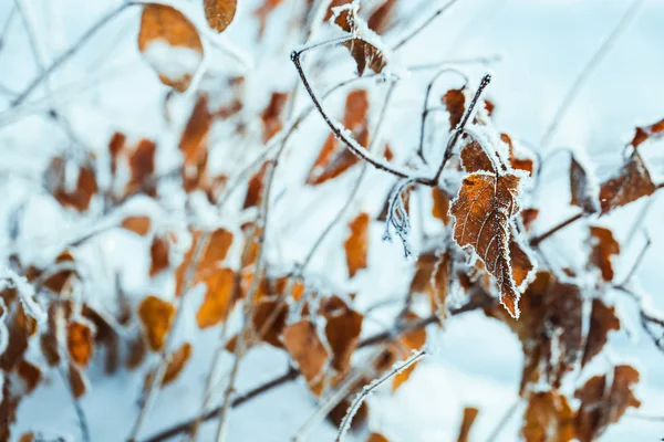 Gelbe Blätter Zweigen Bei Raureif Winter — Stockfoto