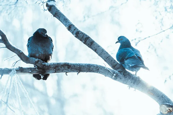 Duiven Die Winters Een Tak Zitten — Stockfoto