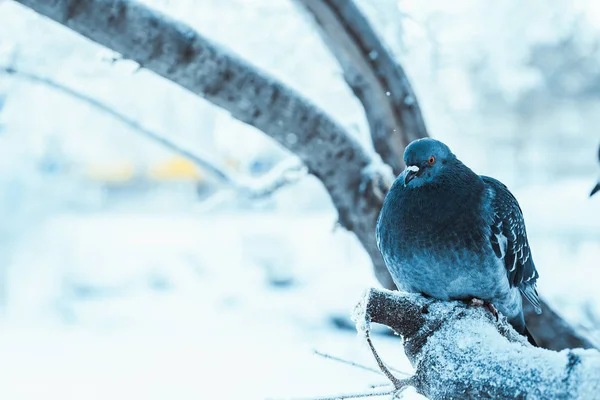 Tauben Sitzen Wintertag Gebückt Auf Einem Ast — Stockfoto