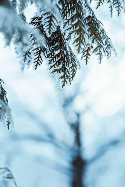 Inverno Luz Verde Escuro Larício Ramos Neve — Fotografia de Stock