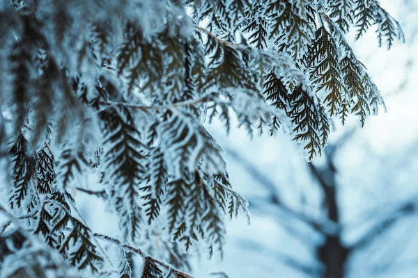 Inverno Luz Verde Escuro Larício Ramos Neve — Fotografia de Stock