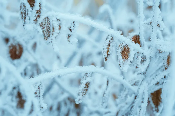 Ramos Neve Durante Dia — Fotografia de Stock