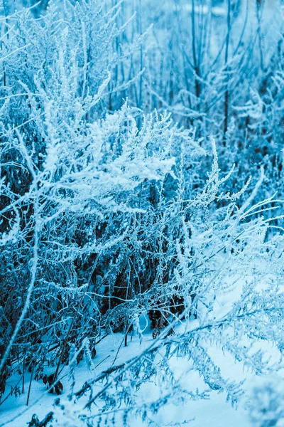 Winterbos Met Bomen Besneeuwd Hout — Stockfoto