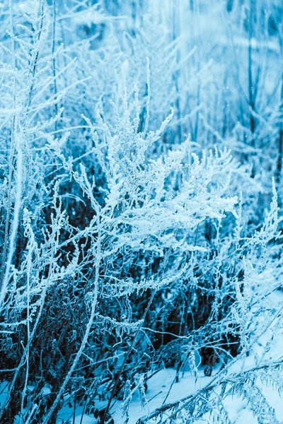 Floresta Inverno Com Árvores Madeira Coberta Neve — Fotografia de Stock