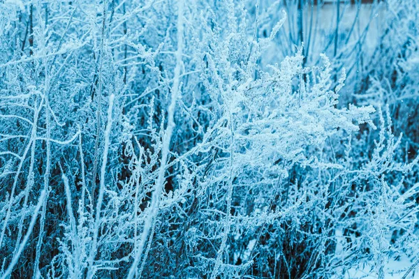 冬の森に木雪に覆われた木 — ストック写真