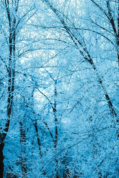 冬の森に木雪に覆われた木 — ストック写真