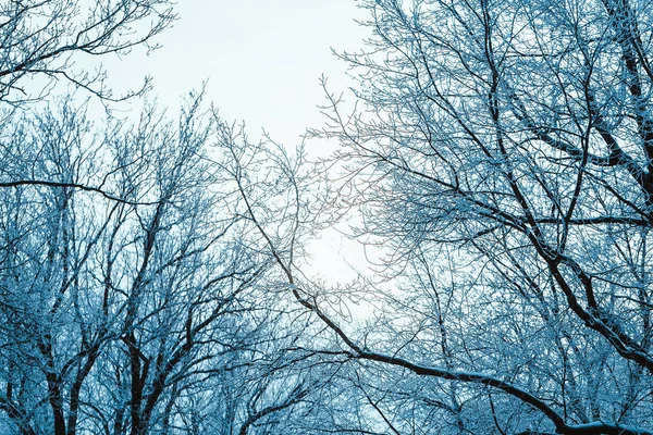 나무가 눈덮인 — 스톡 사진