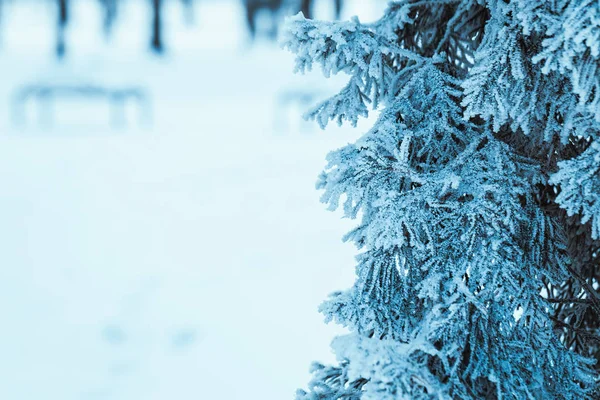 Χειμώνα Σκούρο Πράσινο Λάριξ Υποκαταστήματα Στο Χιόνι Κοντινό Πλάνο — Φωτογραφία Αρχείου