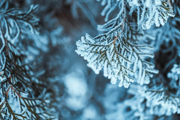 Inverno Rami Larice Verde Scuro Nella Neve Vicino — Foto Stock
