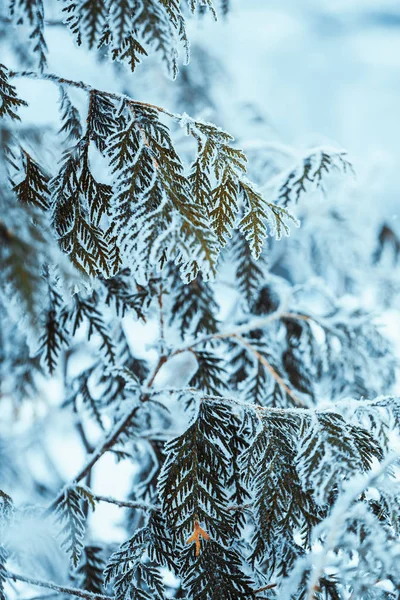Winterhelle Dunkelgrüne Lärchenzweige Schnee — Stockfoto