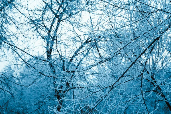Téli Erdő Fákkal Borította — Stock Fotó