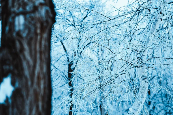 Winterbos Met Bomen Besneeuwd Hout — Stockfoto