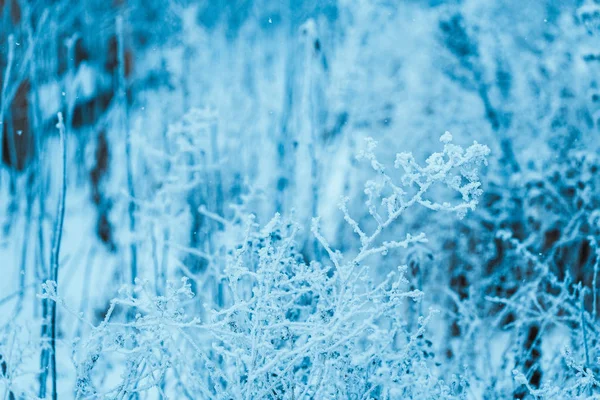 Bevroren Planten Rijm Winternamiddag — Stockfoto