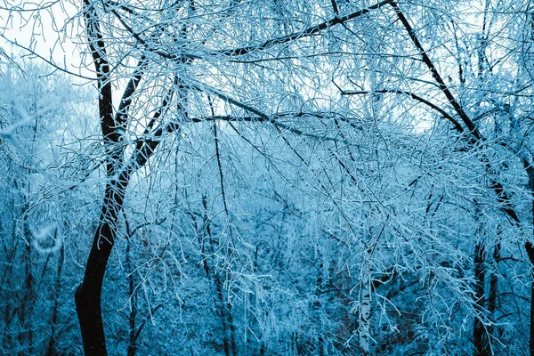 Winterwald Mit Bäumen Schneebedecktes Holz — Stockfoto