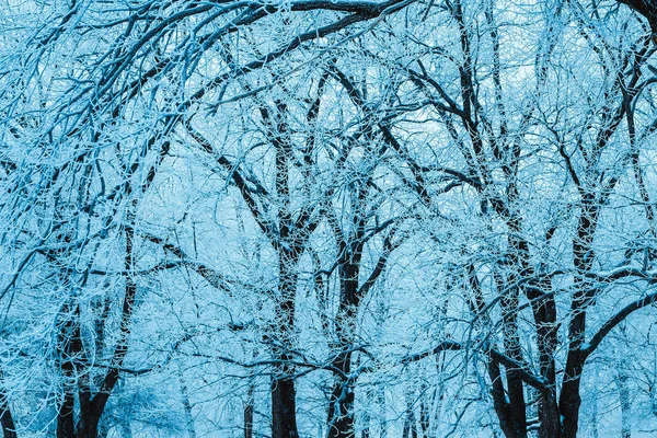 나무가 눈덮인 — 스톡 사진
