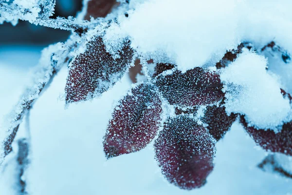 Crespino Ravvicinato Rami Nella Neve — Foto Stock