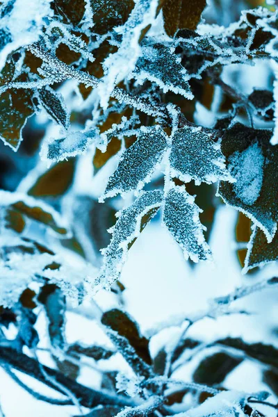 Berberitze Schließt Zweige Schnee — Stockfoto