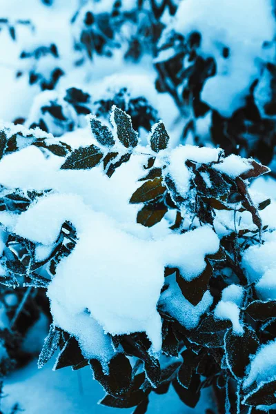 Berberitze Schließt Zweige Schnee — Stockfoto