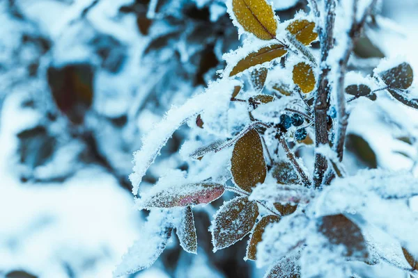 Berberitze Schließt Zweige Schnee — Stockfoto