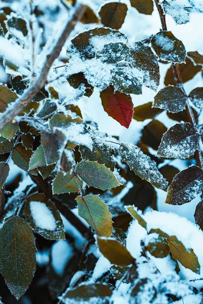 Berberys Bliska Oddziałów Śniegu — Zdjęcie stockowe