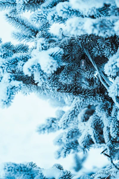 冬の午後の樹氷でトウヒの冷凍 — ストック写真