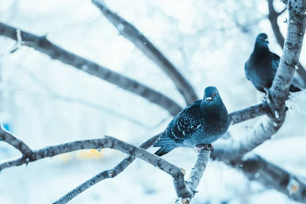 Duiven Die Winters Een Tak Zitten — Stockfoto