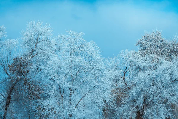 Bosque Invierno Con Árboles Bosque Cubierto Nieve —  Fotos de Stock