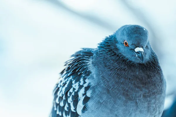 Oiseau Thème Photo Pittoresque — Photo