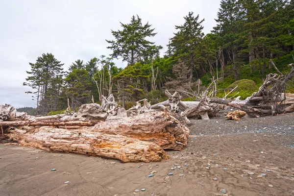 Logs Maciços Árvores Sopradas Pelo Vento Costa Rialton Beach Parque — Fotografia de Stock