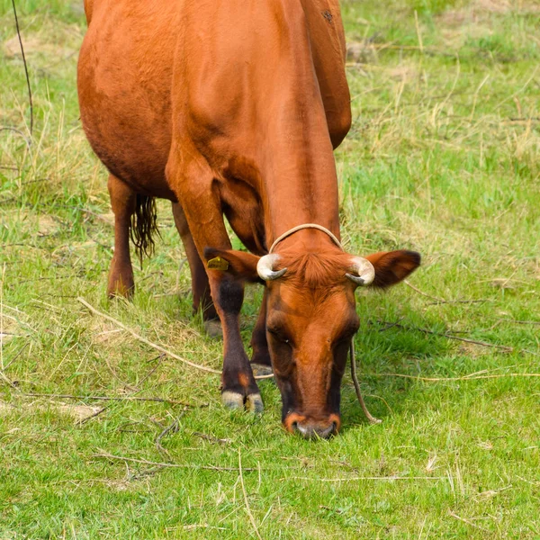 Cow Grazing Meadow Brown Cow Eating Grass Field — Stock Photo, Image