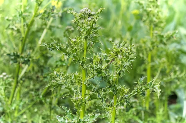 Närbild Stjälkar Och Blad Kanada Thistle — Stockfoto