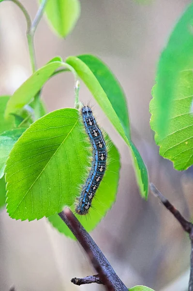 Forest Tent Caterpillar Crawls Leaf — ストック写真