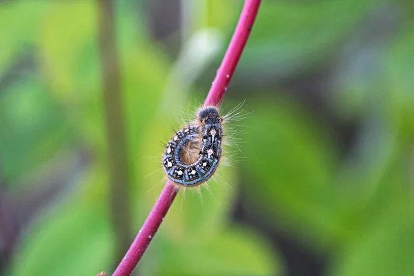 Eine Waldzelt Raupe Krabbelt Auf Einem Ast — Stockfoto