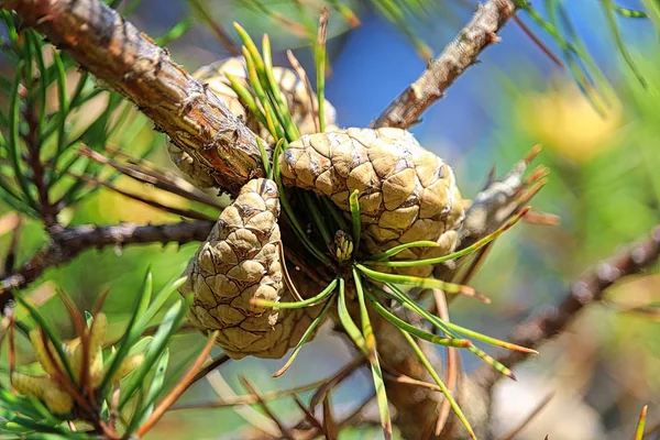 Dos Conos Pino Escocés Árbol Antes Abrir —  Fotos de Stock