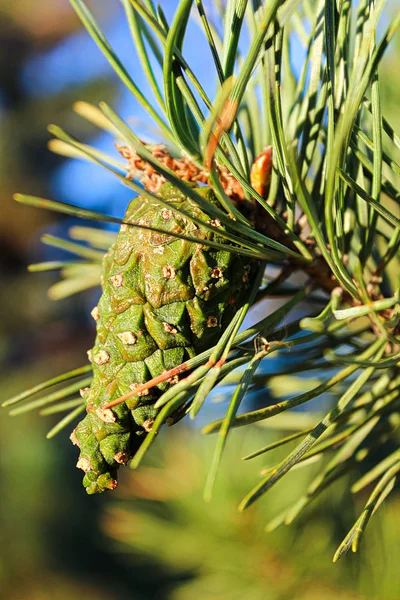 Närbild Bild Skottarna Kotte Sommar — Stockfoto