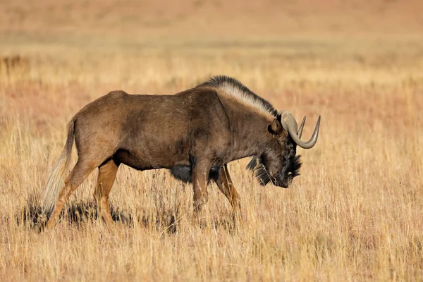 Een Zwarte Gnoe Connochaetes Gnou Open Grasland Mokala National Park — Stockfoto