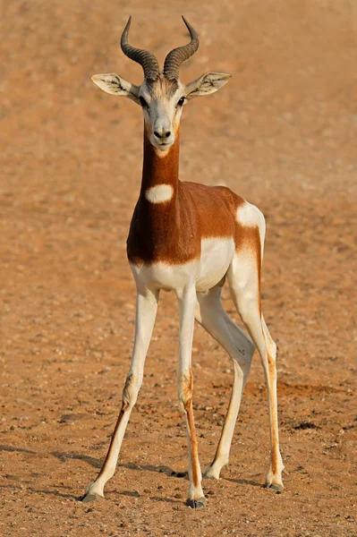 Muž Kriticky Ohrožený Dama Gazelle Nanger Dama Severní Afrika — Stock fotografie