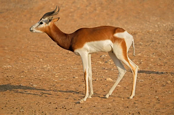 Homem Criticamente Ameaçado Dama Gazelle Nanger Dama África Norte — Fotografia de Stock