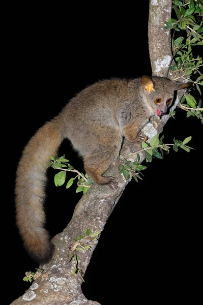 Otolemur Crassicaudatus Otolemur Crassicaudatus Güney Afrika Bir Ağaçta — Stok fotoğraf